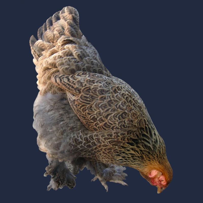Huhn
