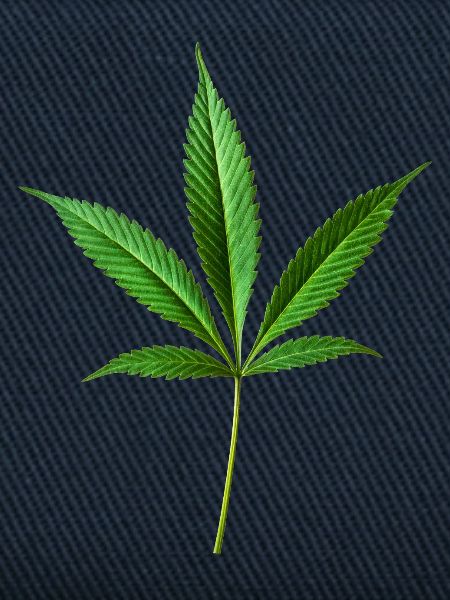 Marihuana Hanf (Cannabis)