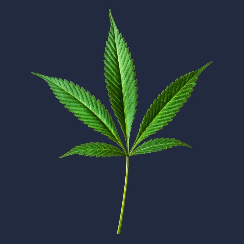 Marihuana Hanf (Cannabis)