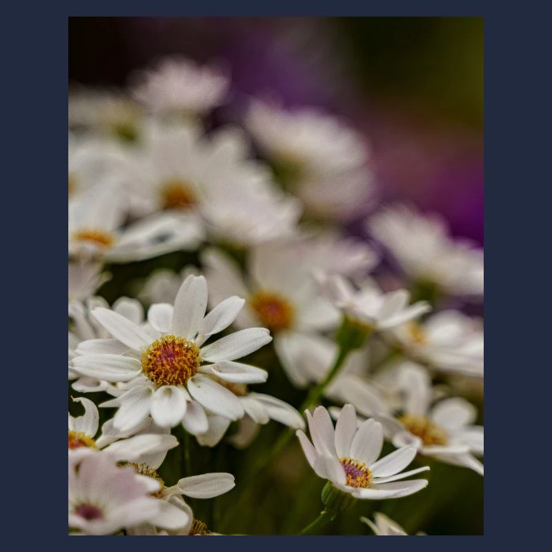 Gänseblümchen Blumen