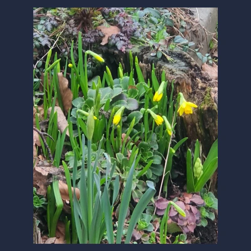 EC Flowers I Daffodil I Gift I Spring