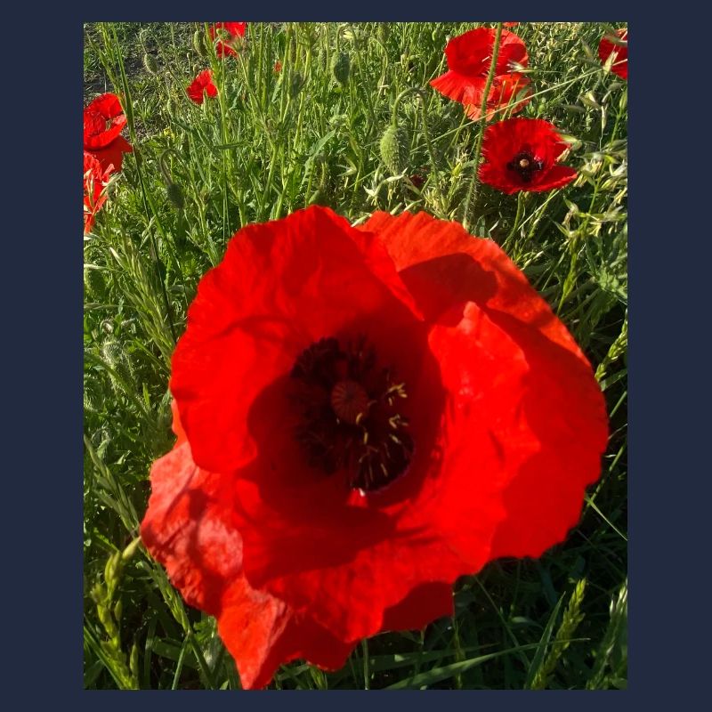 Coquelicots au soleil 🌺