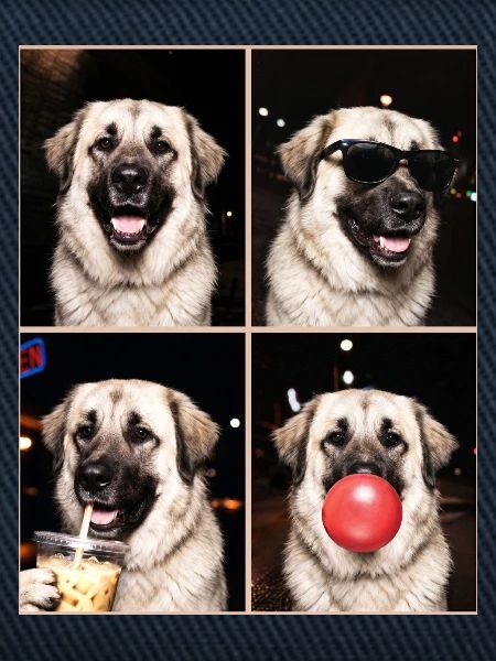 Hunde Kangal Hund