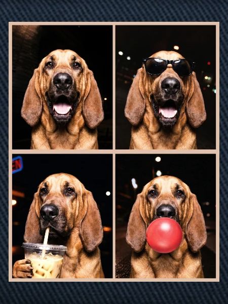 Hunde Bluthund Hund
