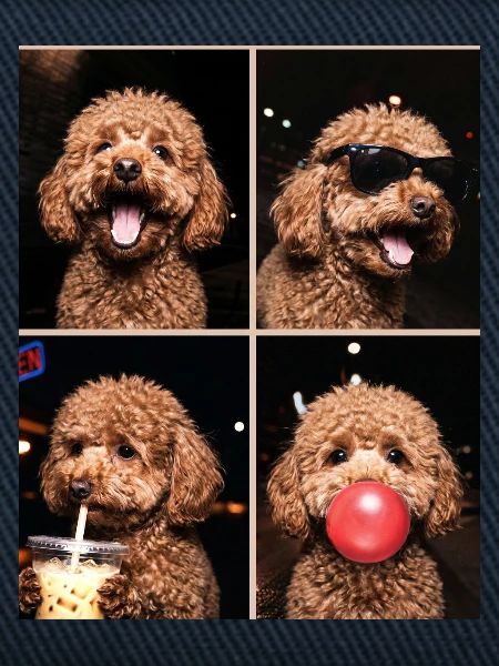 Hunde Pudel Hund