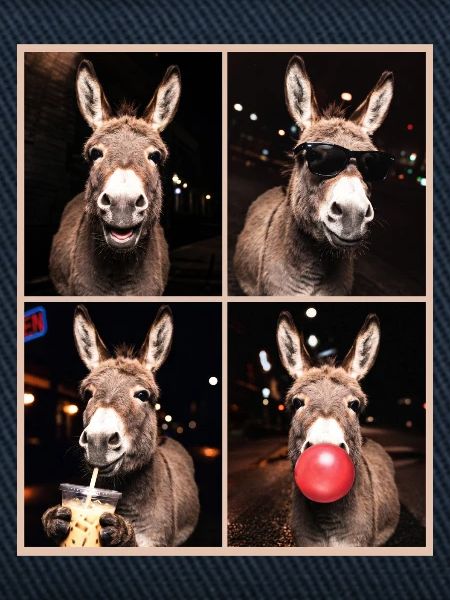 Donkey Esel