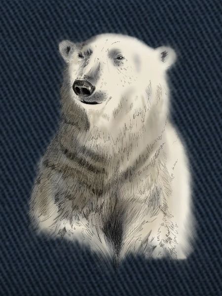 ours blanc