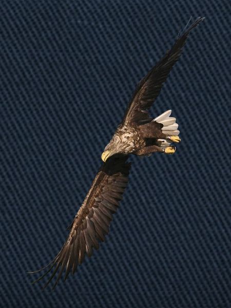 Seeadler