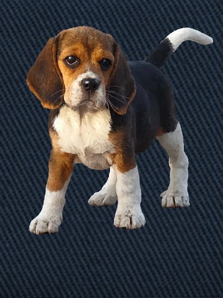 beagle