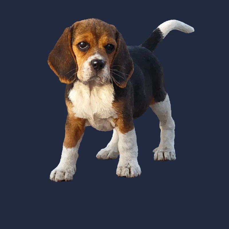 Beagle