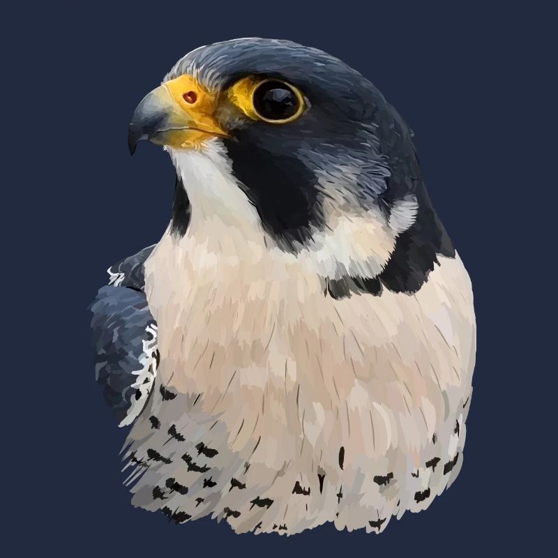 Wanderfalke