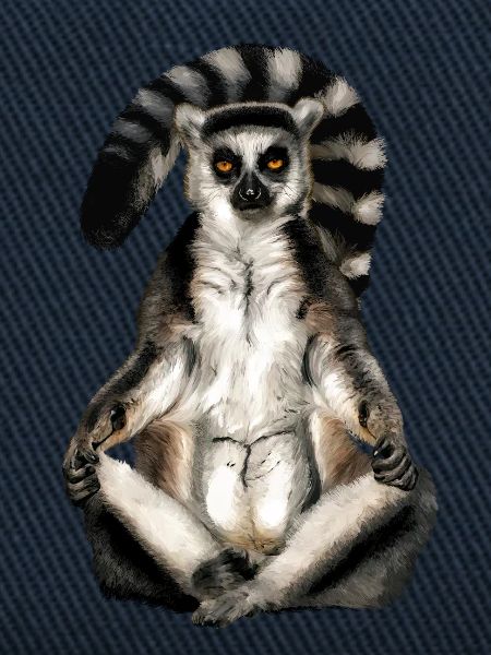 Lemur Katta