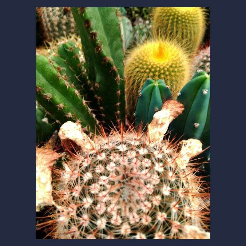 Brightly colored cacti with spines