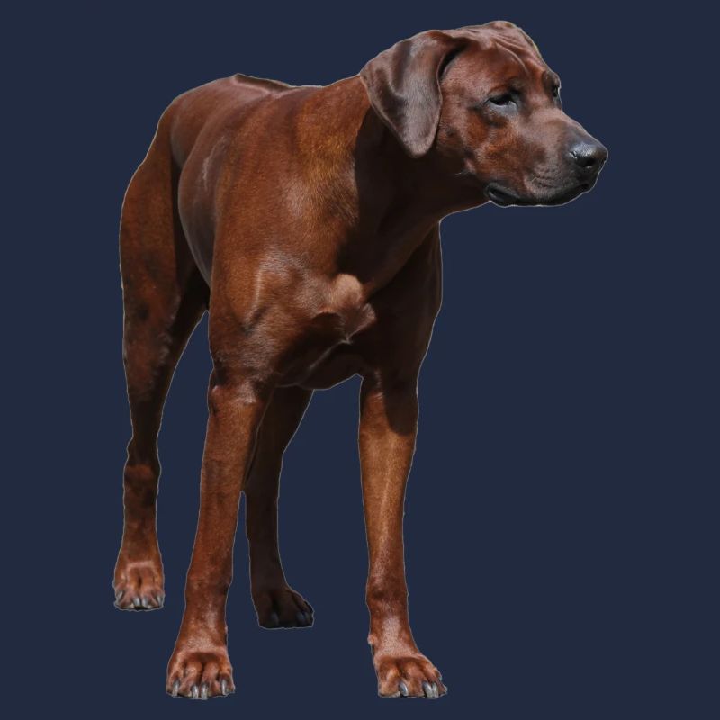 Rhodesian Ridgeback - Hunde Motiv