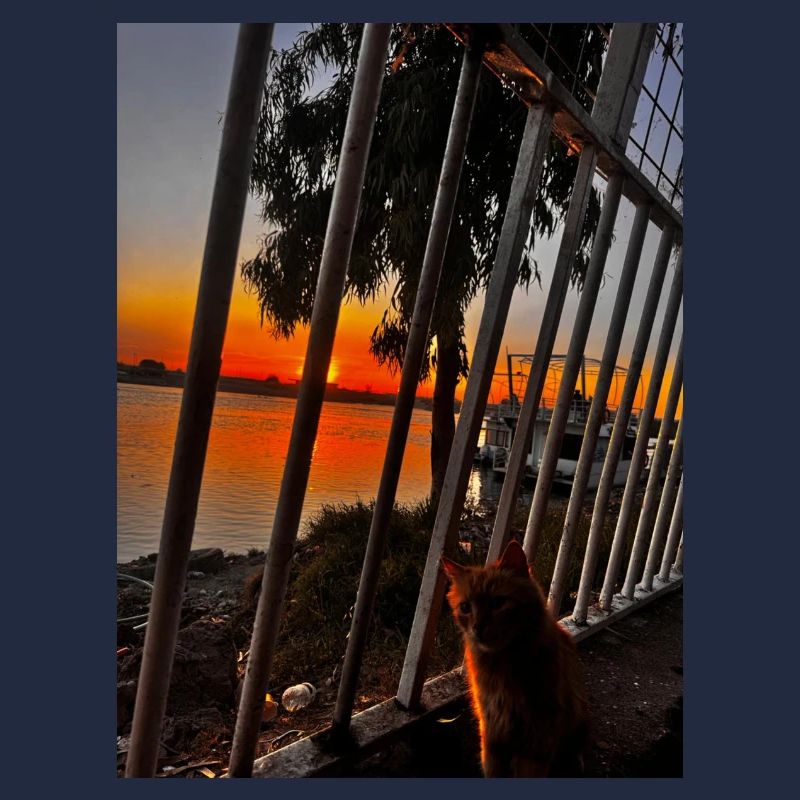 Coucher de soleil au bord de la rivière avec chat