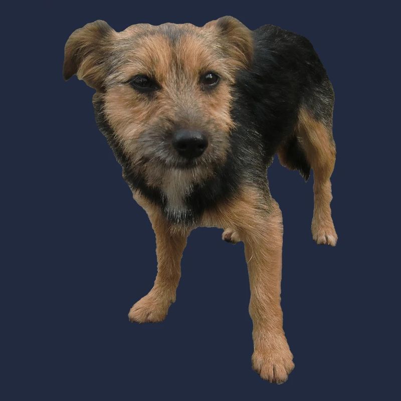 Chien