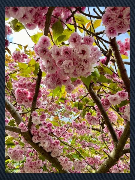 Kirschblütenzauber im Frühling