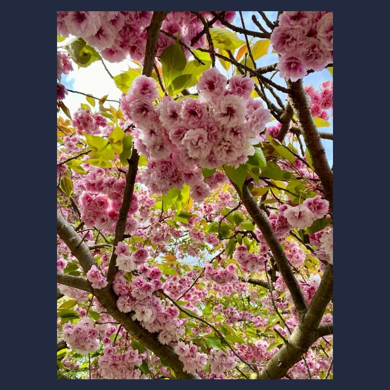 Cherry blossom magic in spring