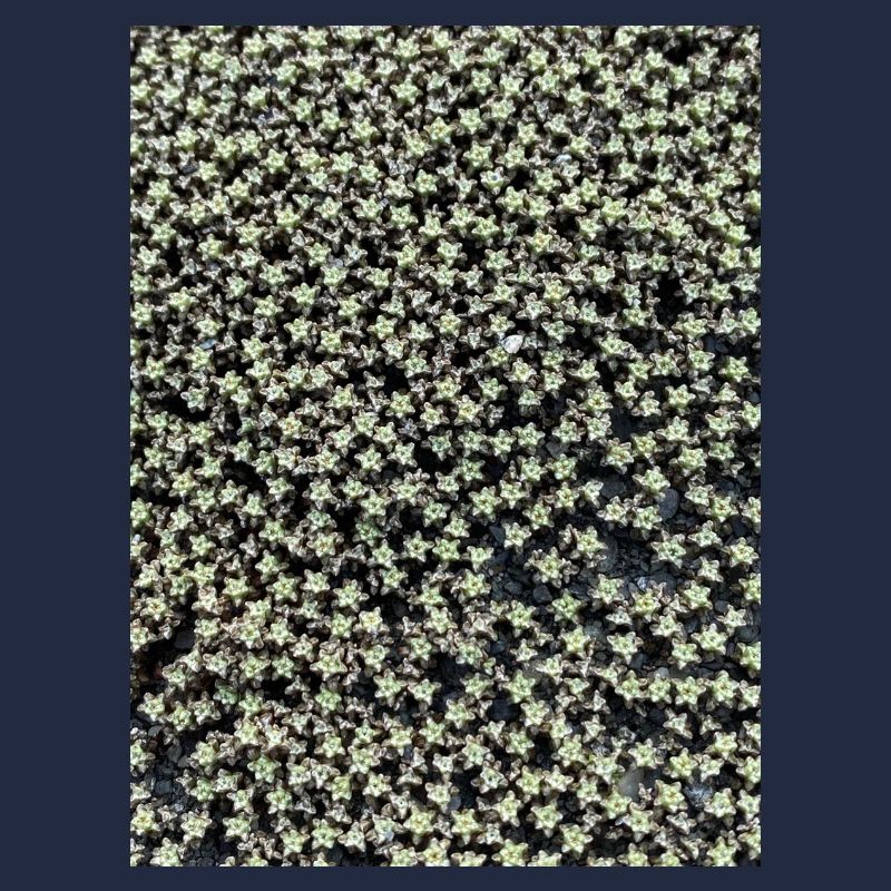 Star pattern in green shimmer