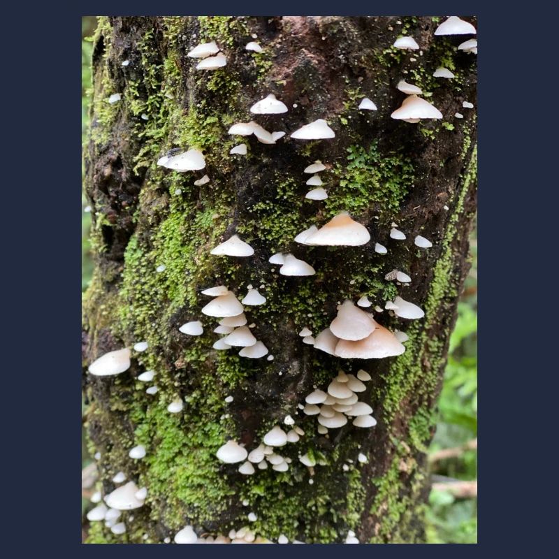 Moosbewachsene Pilzkolonie am Baum