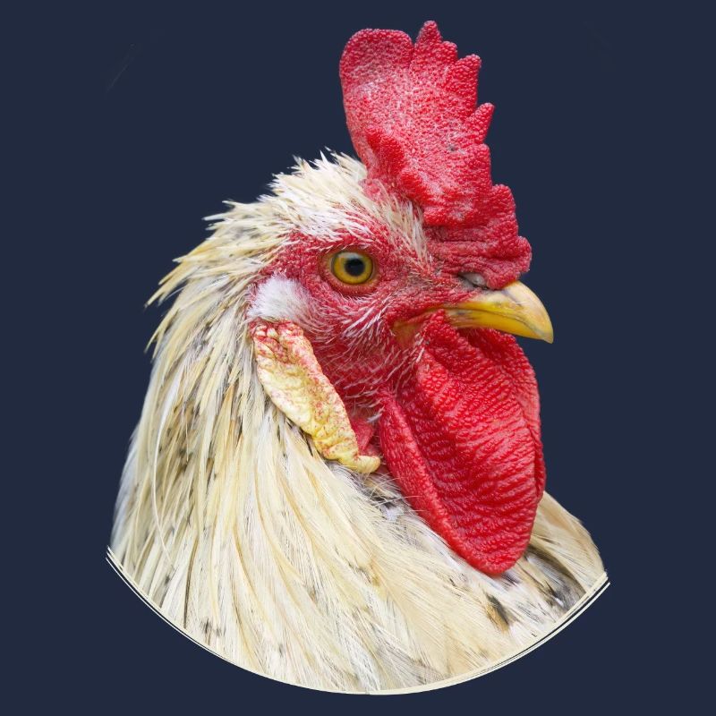 Hahn Hahnenkamm Huhn Prachtexemplar