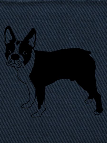 Boston terrier eu