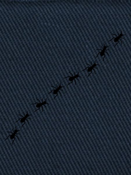 Ants