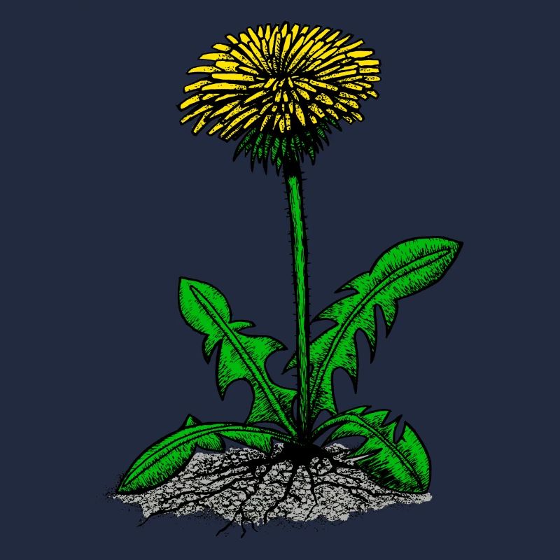 Löwenzahn Illustration