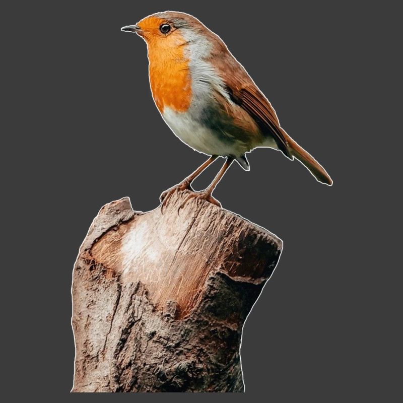 Rotkehlchen
