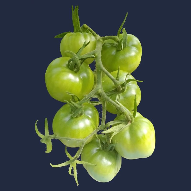 Grüne Tomaten am Weinstock