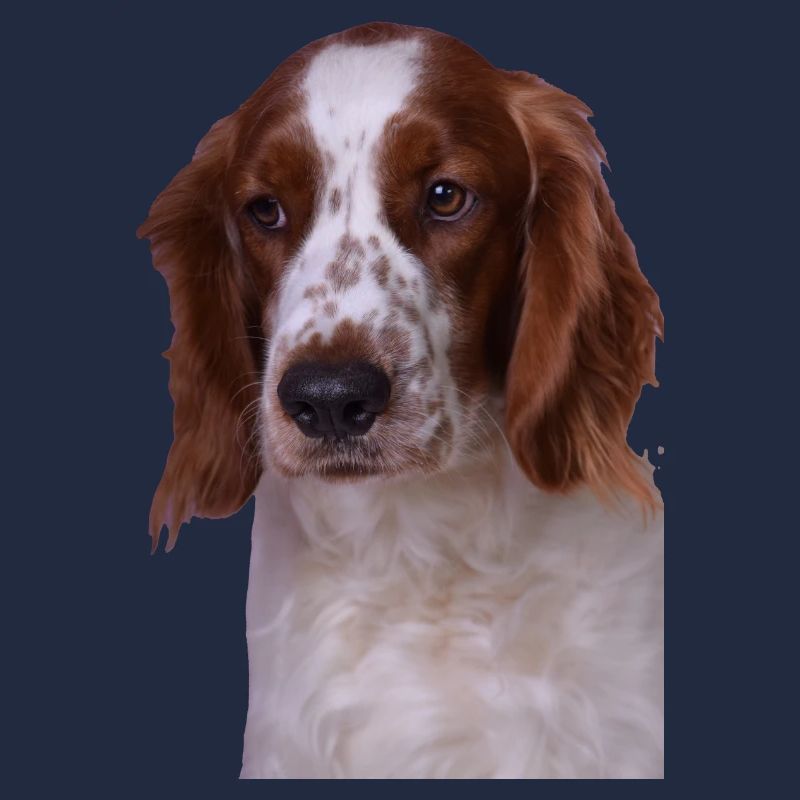 Welsh Springer Spaniel