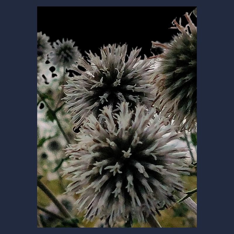 Impression over thistles