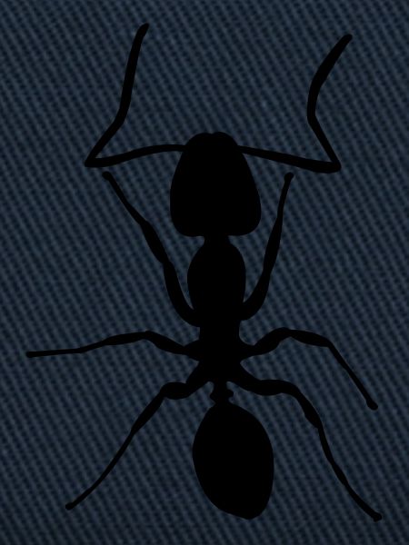 ant