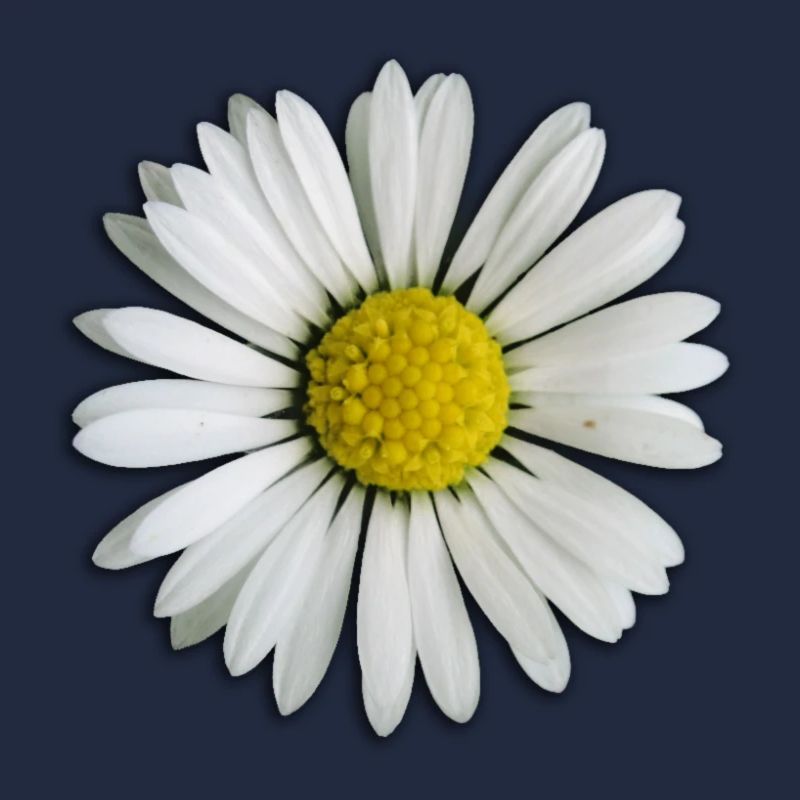 Daisy - fleur