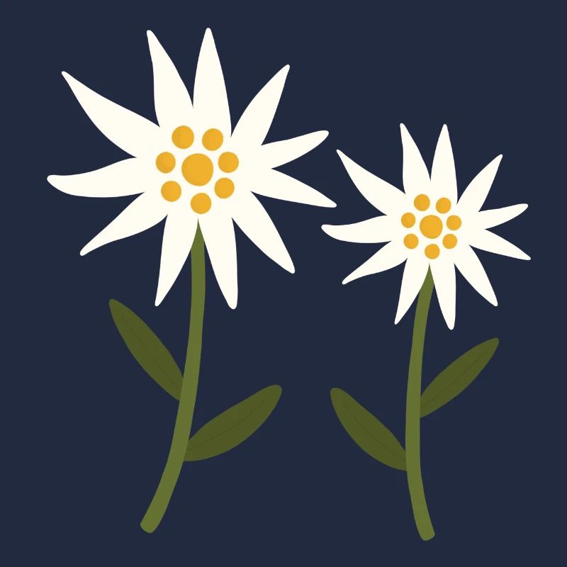 edelweiss flowers