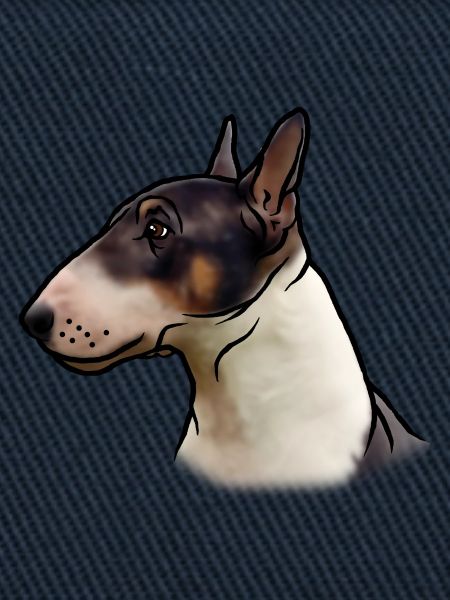 Miniatur Bullterrier Kopf