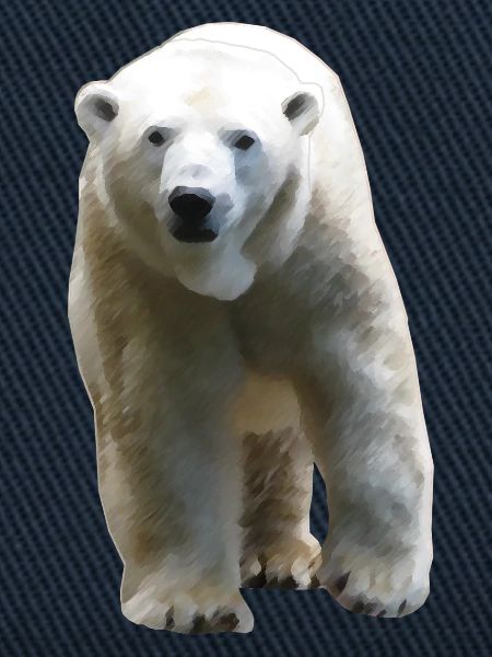 Polar Bear - Eisbär