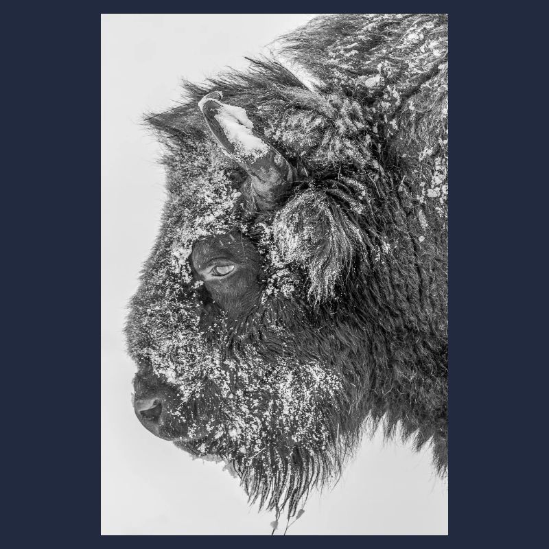 Wisent bw D4N3127