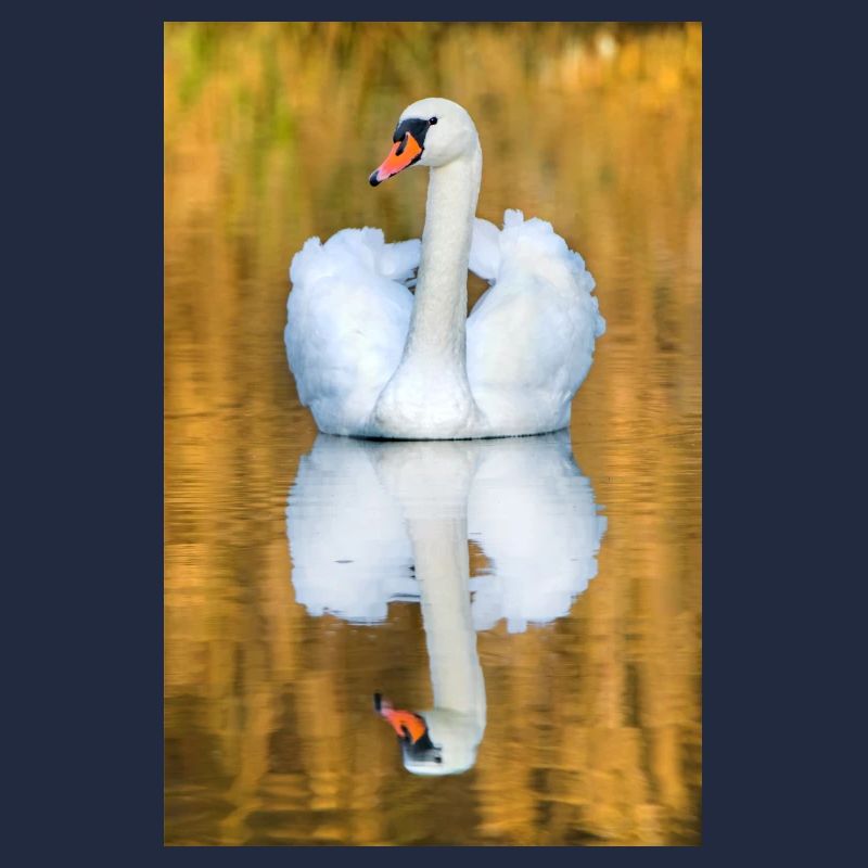 Schwanensee, Schwan im See mit Spiegelbild