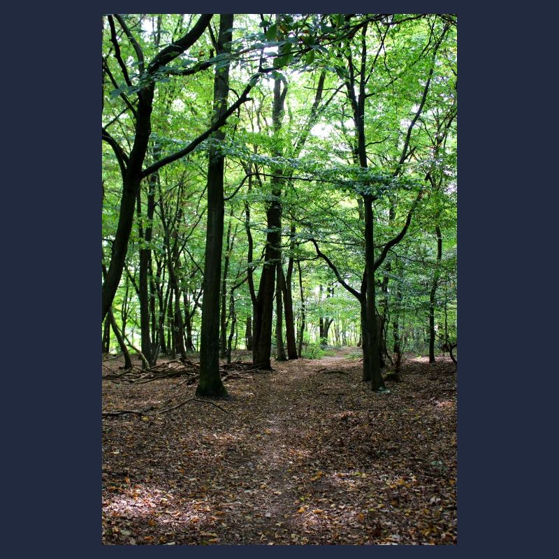 Forest Tree Trees Walk Nature Forester Poster