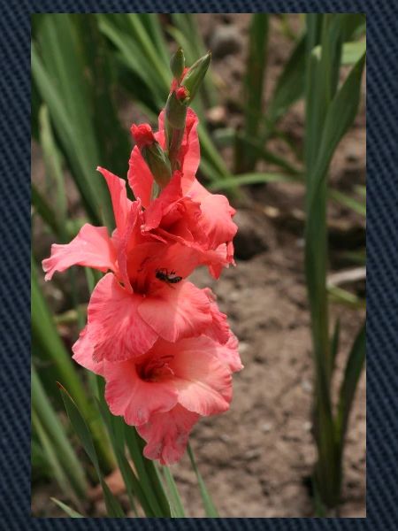 Gladiolus – starch in bloom