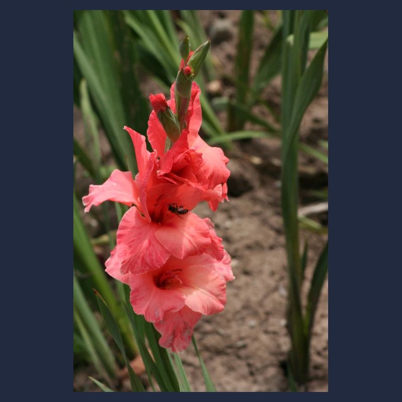Gladiole – Stärke in Blüte