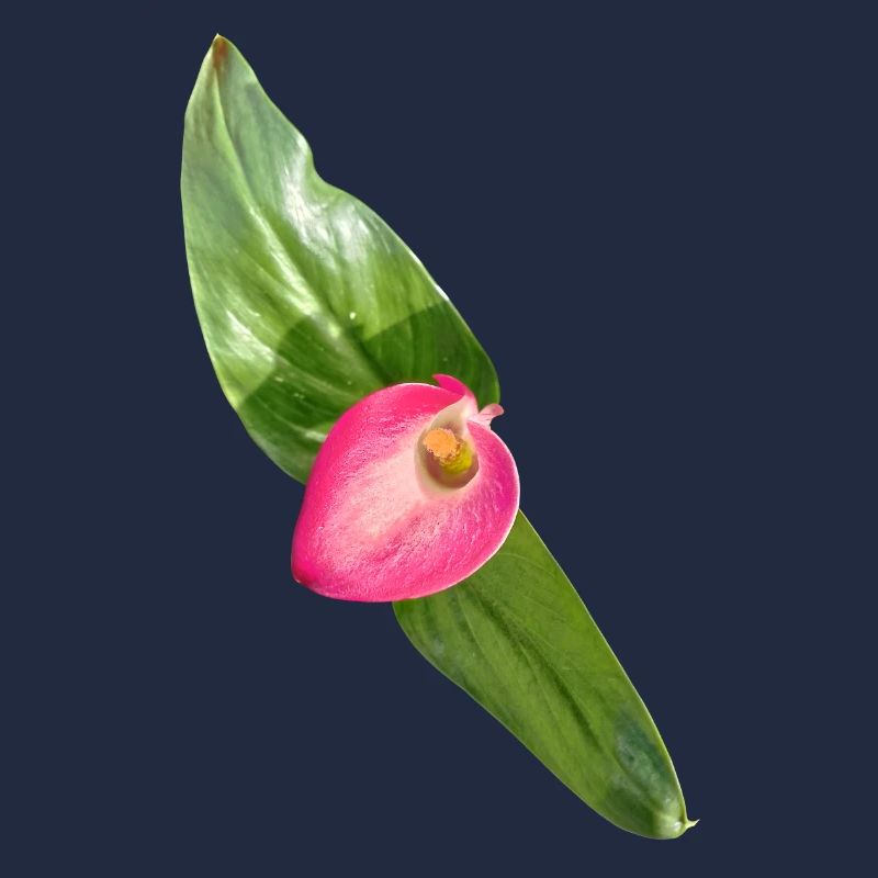 Fleur de Calla Rose