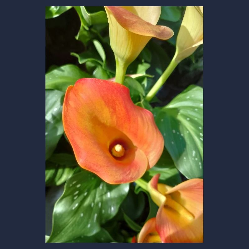 Orange Calla Blütenzauber