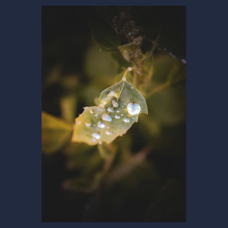 Blatt-Wassertropfen