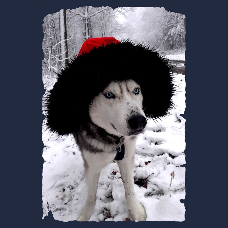 Sled dog with Christmas hat