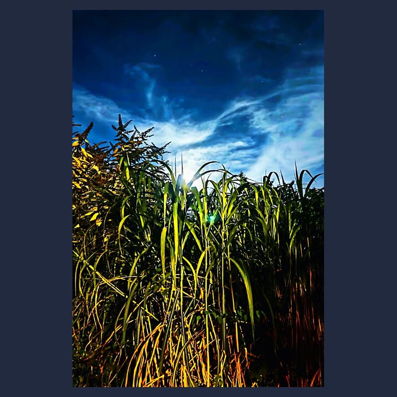 Moonlight in the reed