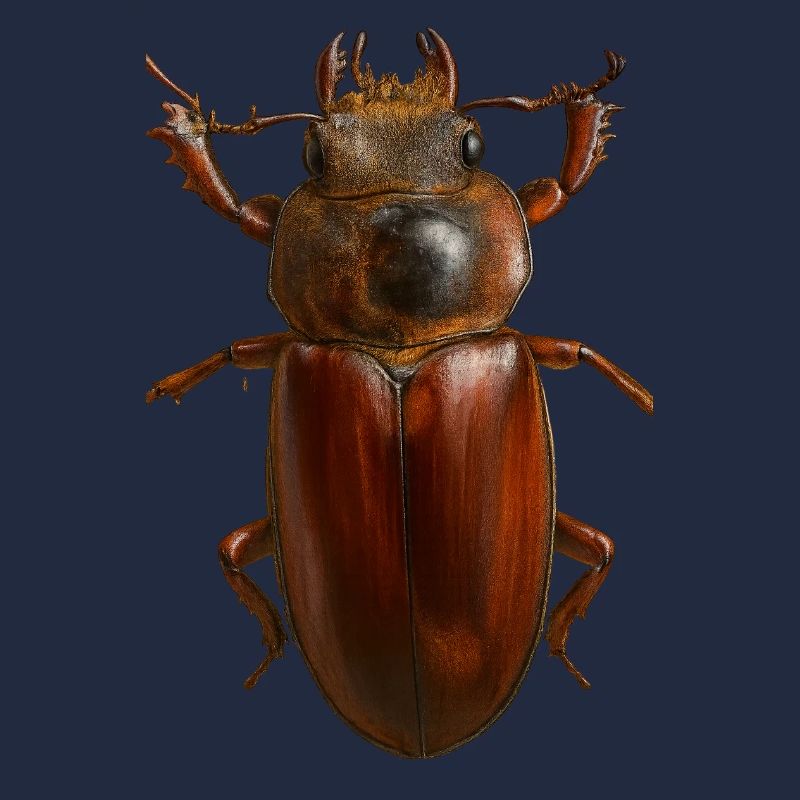 Bronze Bug Crest