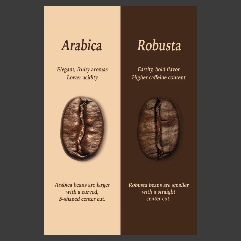 Affiche du guide du café Arabica vs Robusta