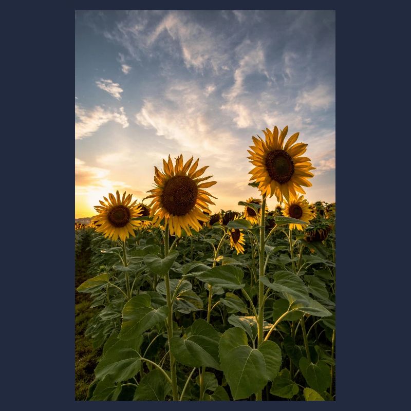 Sunflowers at sunset